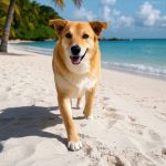 Dog walking on the beach