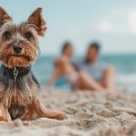 Yorkshire Terrier with a couple on the beach, daily light