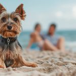 Yorkshire Terrier with a couple on the beach, daily light