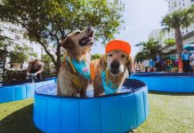 Canine Celebration