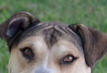 Rescue Me: Adopt Fernando, an 80-Pound Gentle Giant