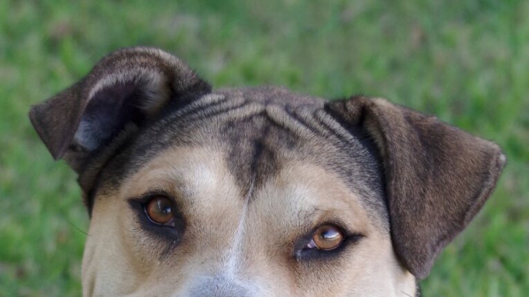 Rescue Me: Adopt Fernando, an 80-Pound Gentle Giant — Rescue Me