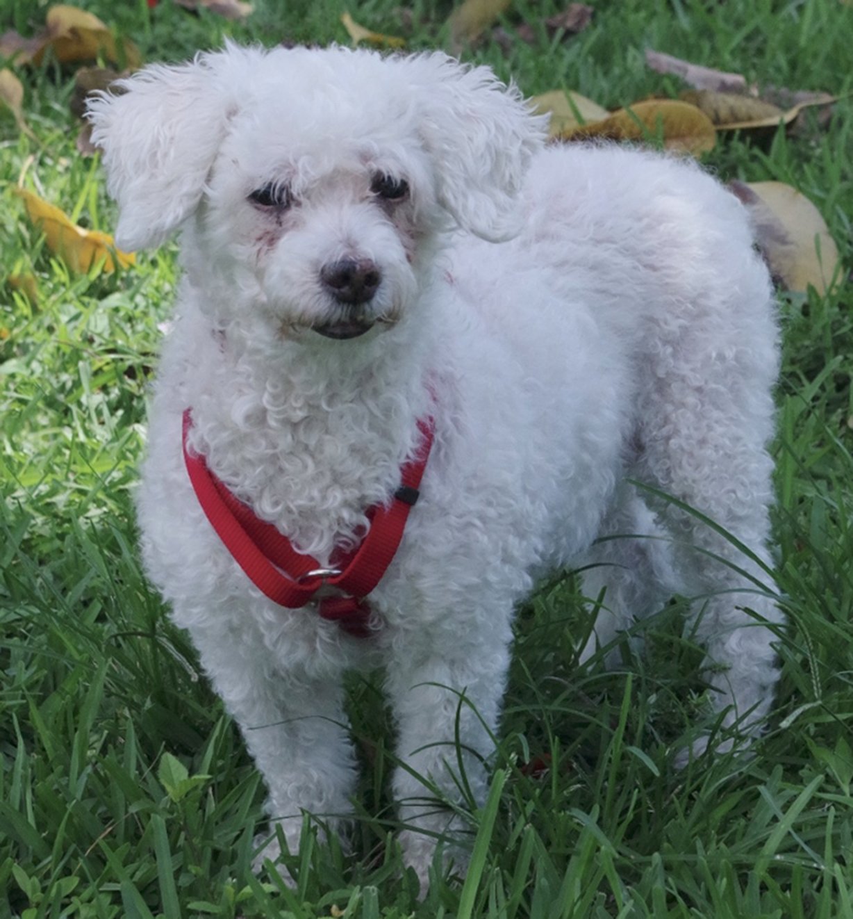 Rescue Me: Meet Luli, a Fun-Loving 14-Year-Old Bichon Frise