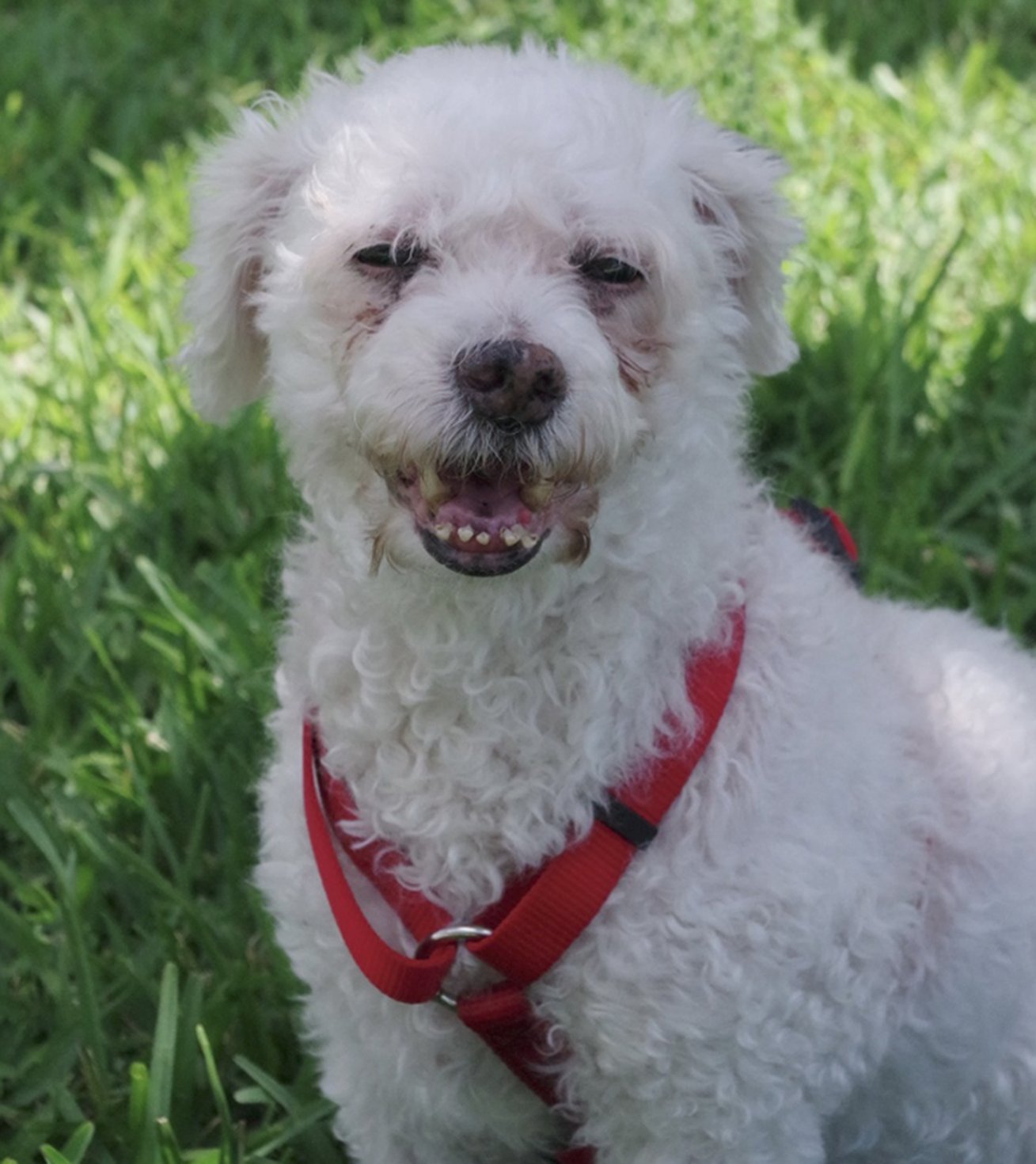 Rescue Me: Meet Luli, a Fun-Loving 14-Year-Old Bichon Frise
