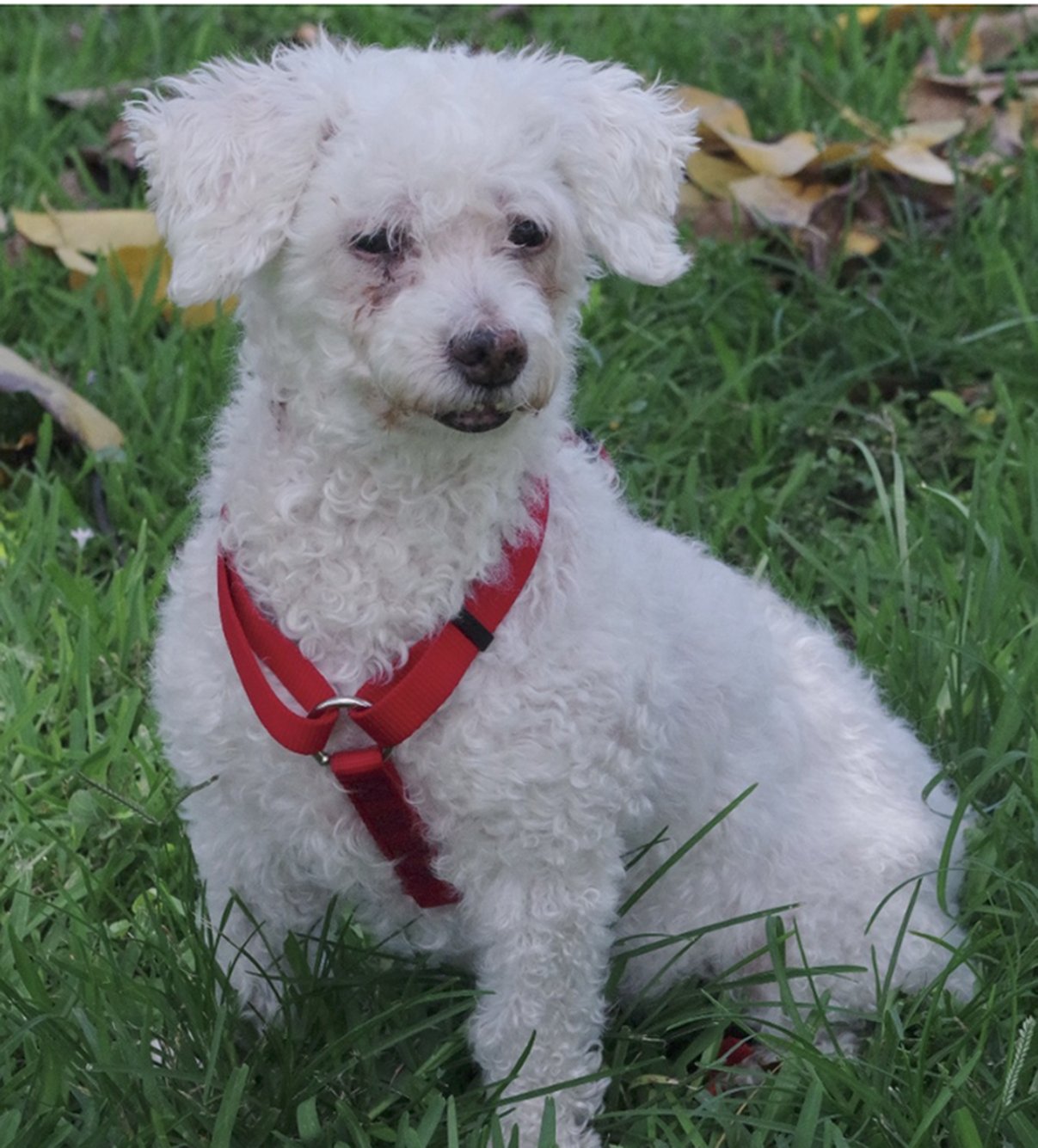 Rescue Me: Meet Luli, a Fun-Loving 14-Year-Old Bichon Frise