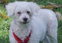 Rescue Me: Meet Luli, a Fun-Loving 14-Year-Old Bichon Frise