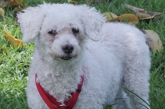 Rescue Me: Meet Luli, a Fun-Loving 14-Year-Old Bichon Frise